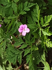 Geranium robertianum