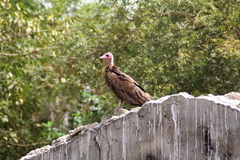 Necrosyrtes monachus