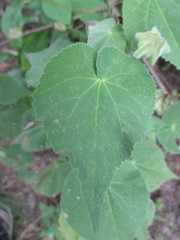 Pseudabutilon virgatum