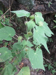 Pseudabutilon virgatum