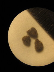 Pseudabutilon virgatum