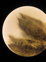 Pseudabutilon virgatum