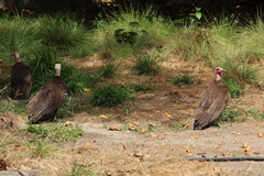 Necrosyrtes monachus