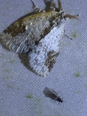 Dasychiroides pratti