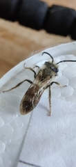 Andrena cineraria