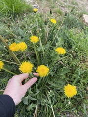 Taraxacum officinale