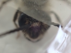 Andrena cineraria