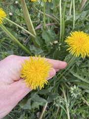Taraxacum officinale