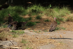 Necrosyrtes monachus