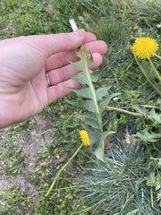Taraxacum officinale