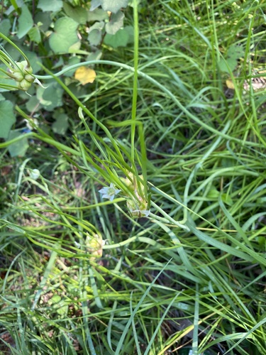 Allium canadense image