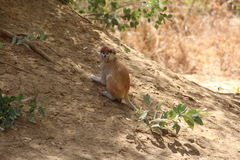 Erythrocebus patas patas