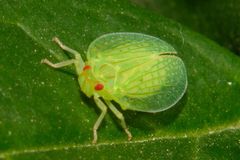 Tropiduchinae