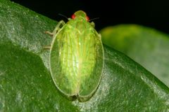 Tropiduchinae