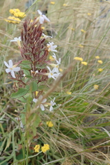 Chaenostoma floribundum