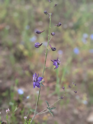 iNaturalist observation photo of Zigzag Larkspur