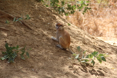 Erythrocebus patas patas