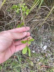 Sideroxylon reclinatum