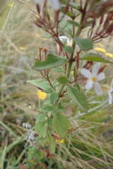 Chaenostoma floribundum