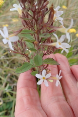Chaenostoma floribundum