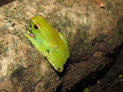 Sphaenorhynchus lacteus