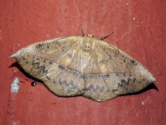 Oxydia trychiata