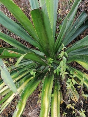 Furcraea guerrerensis