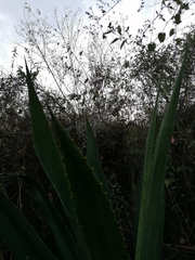 Furcraea guerrerensis