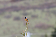 Phoenicurus hodgsoni