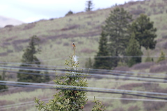 Phoenicurus hodgsoni