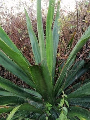 Furcraea guerrerensis