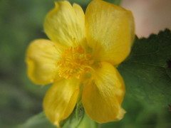 Abutilon bivalve