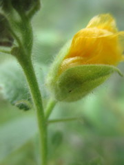 Abutilon bivalve