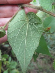 Abutilon bivalve