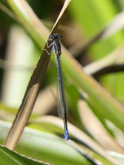Pseudagrion draconis