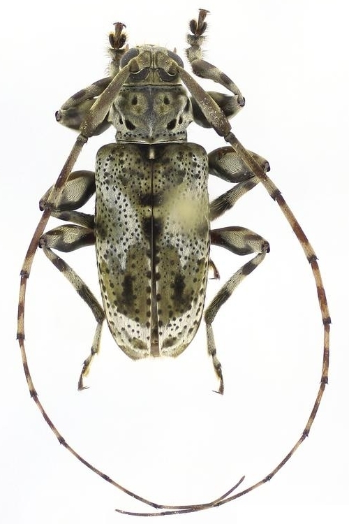 Xylergates elaineae