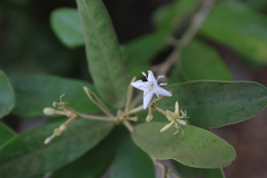 Morisonia ferruginea