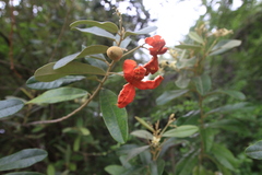 Morisonia ferruginea