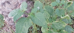 Solanum nigrum