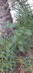Solanum nigrum