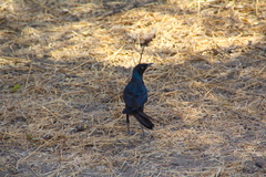 Lamprotornis caudatus