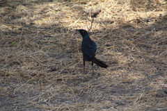 Lamprotornis caudatus