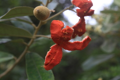 Morisonia ferruginea