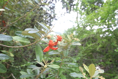 Morisonia ferruginea