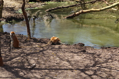 Erythrocebus patas patas