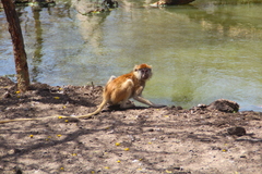 Erythrocebus patas patas