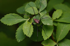 Leiobunum calcar