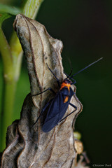 Prepops rubellicollis