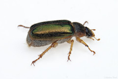 Dichelonyx canadensis