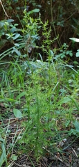 Asparagus acutifolius image